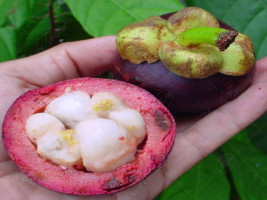 Mangostán