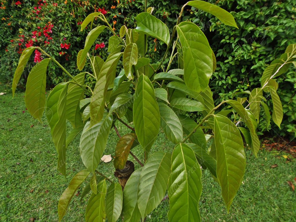Manú negro - Minquartia guianensis -