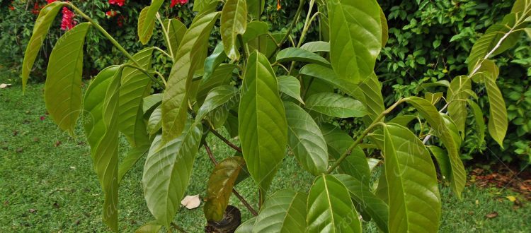 Manú negro - Minquartia guianensis -