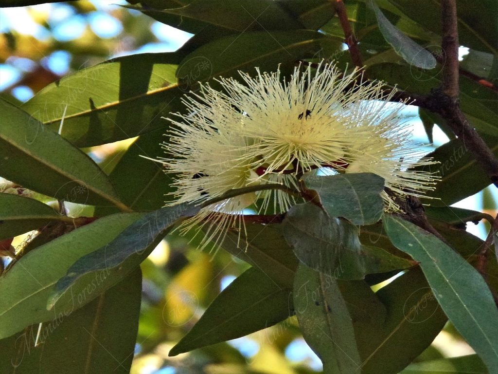 Manzana rosa - Syzygium jambos