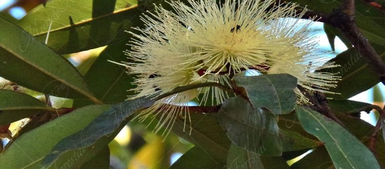 Manzana rosa - Syzygium jambos