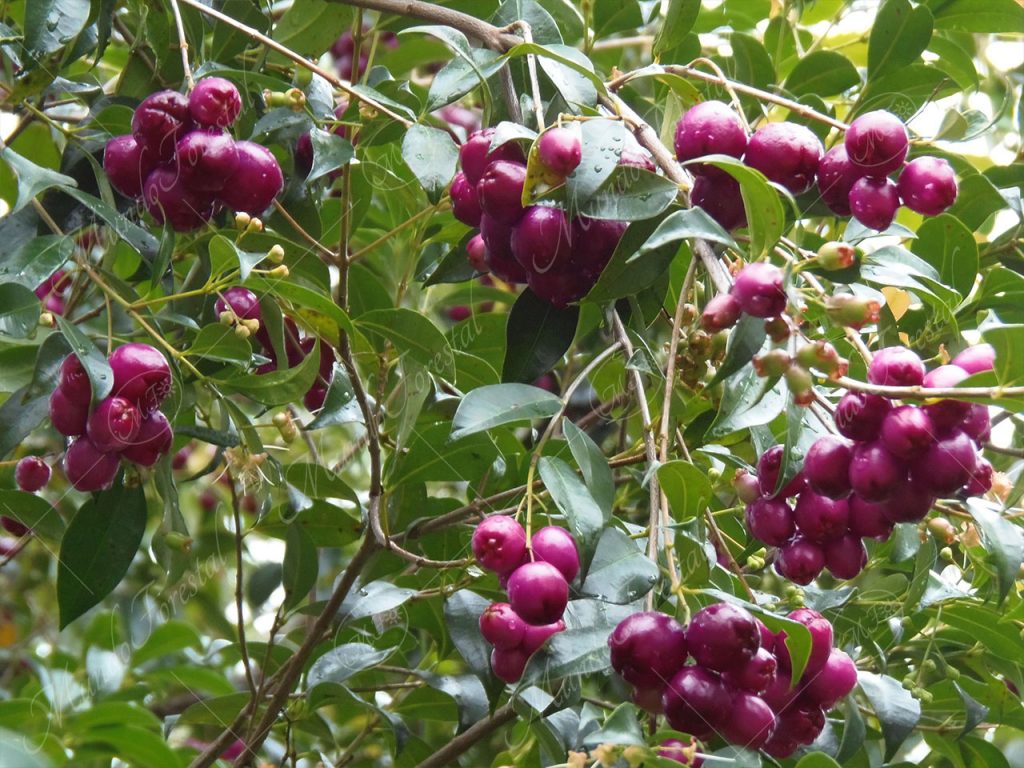 Manzanita