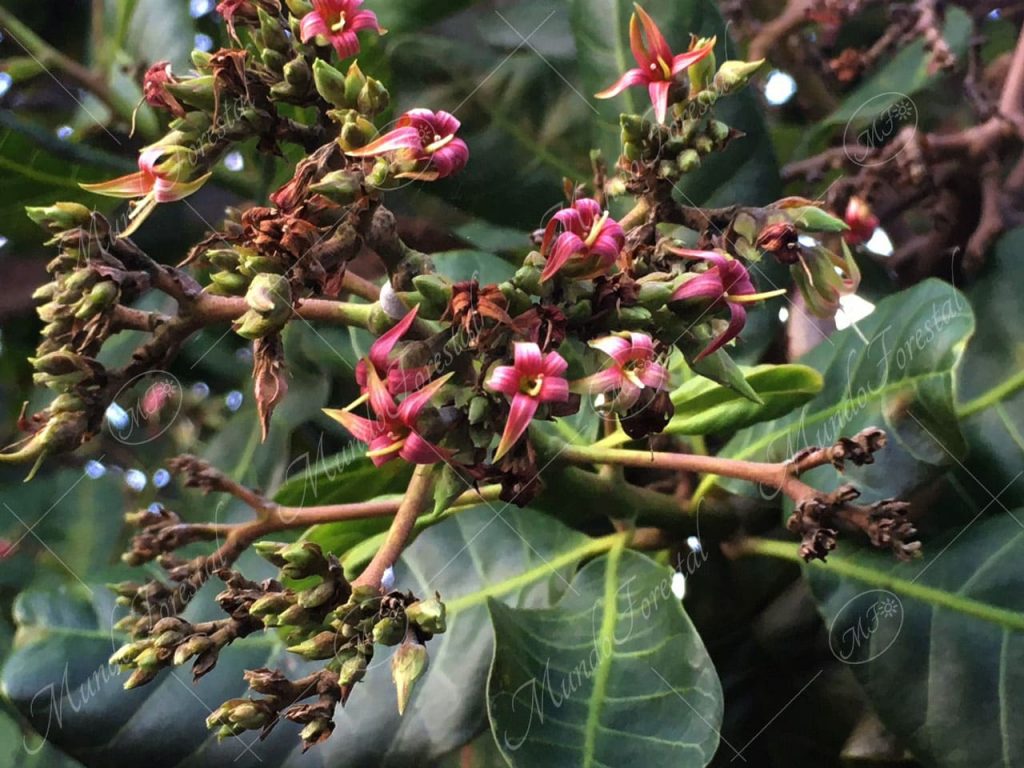 El marañón - Anacardium occidentale -