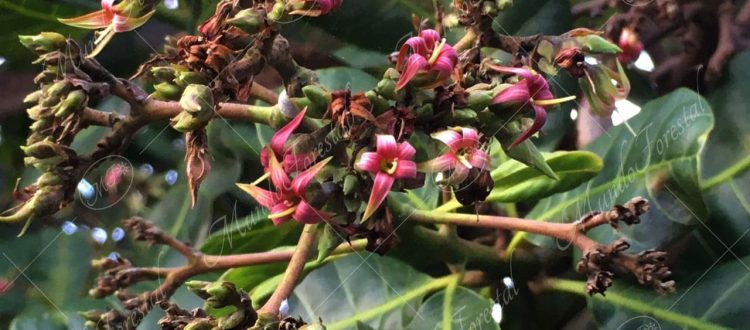 El marañón - Anacardium occidentale -