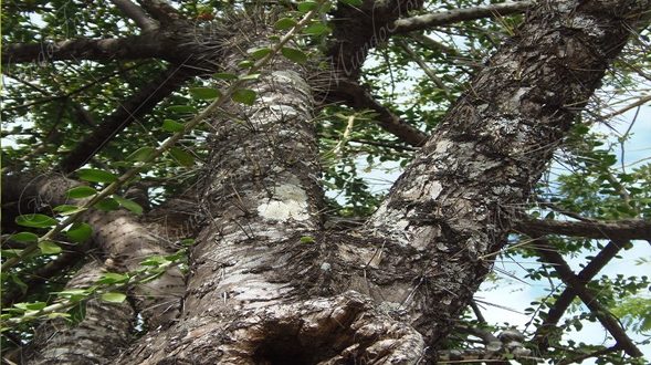 Mateares - Leuenbergeria lychnidiflora -