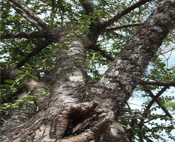 Mateares - Leuenbergeria lychnidiflora -