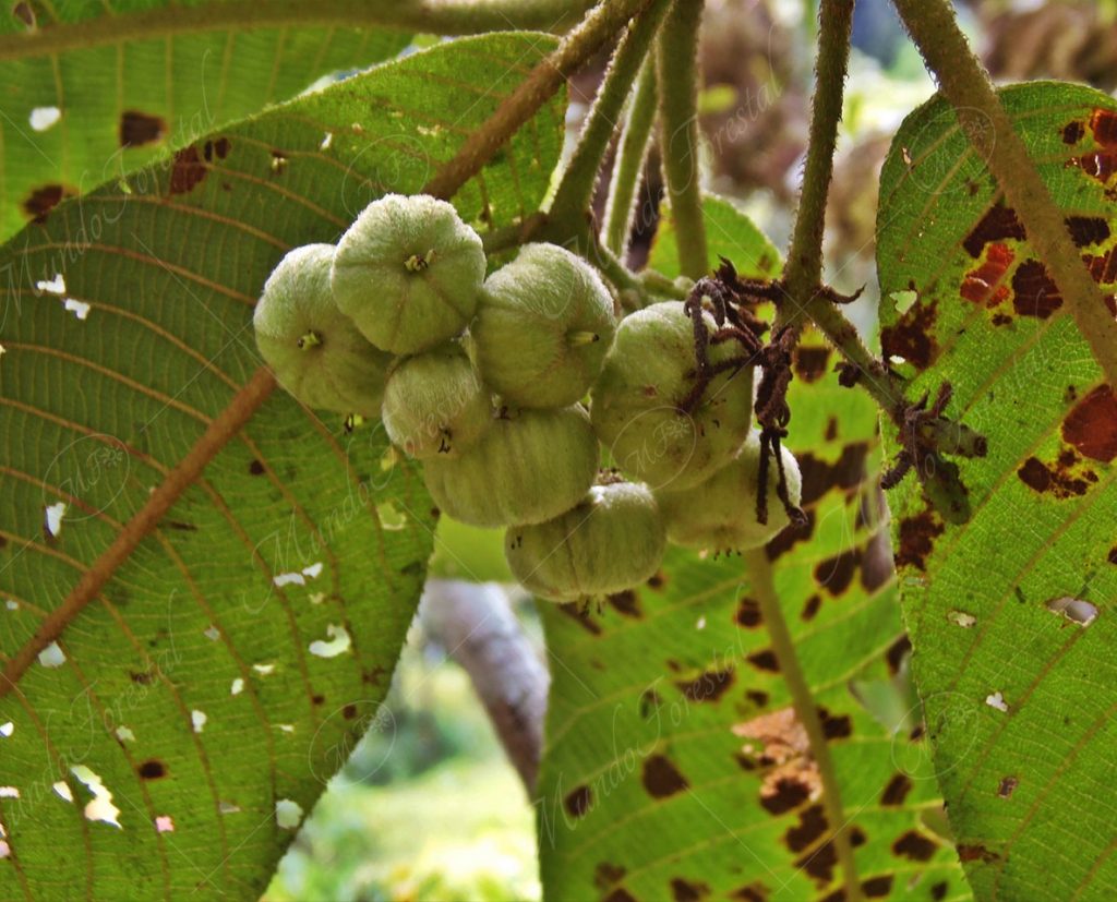 Moquillo
