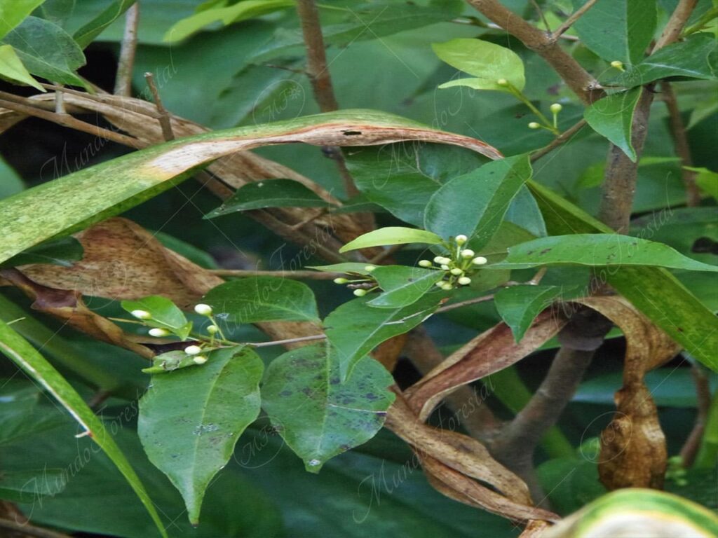 Murta - Myrcia splendens -