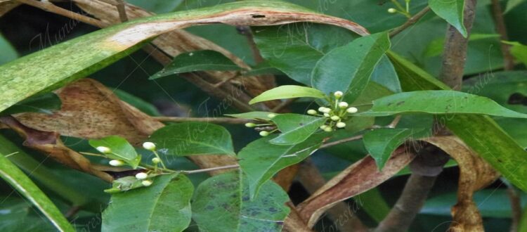 Murta - Myrcia splendens -