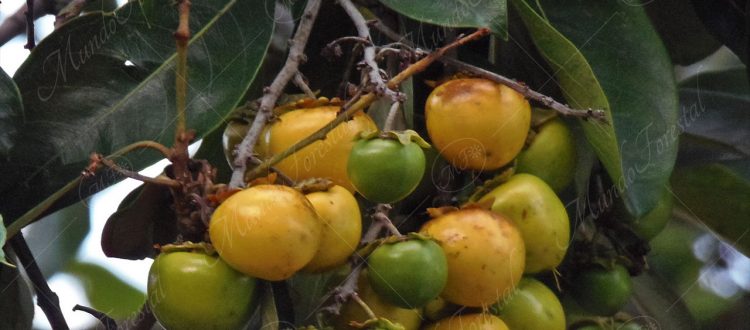 nance - Byrsonima crassifolia -