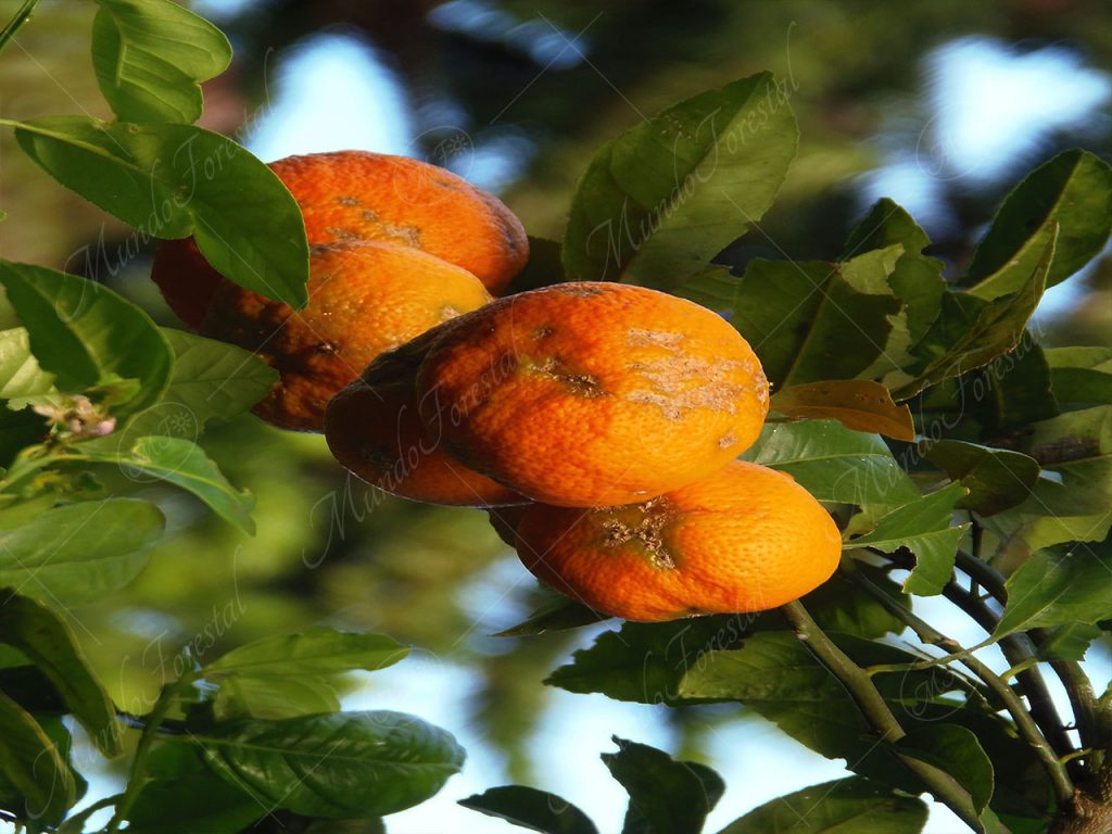 Naranjilla o limón mandarina