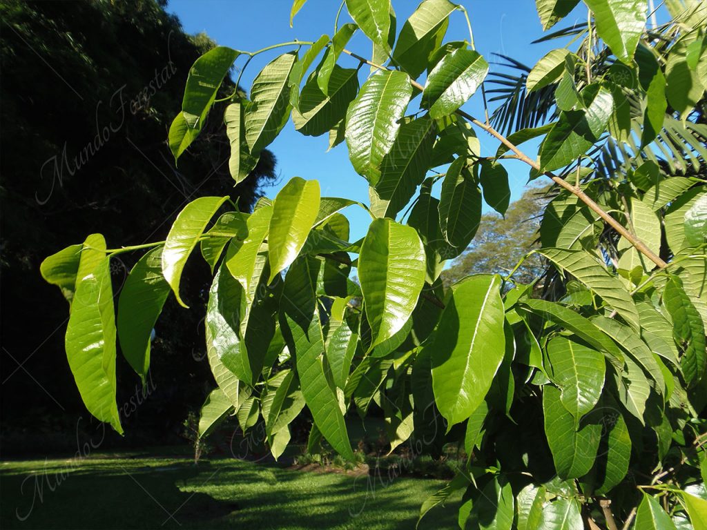 El ojoche - Brosimum alicastrum -