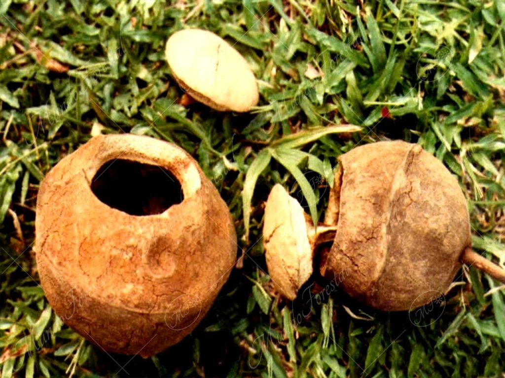 Olla de mono - Lecythis ampla -