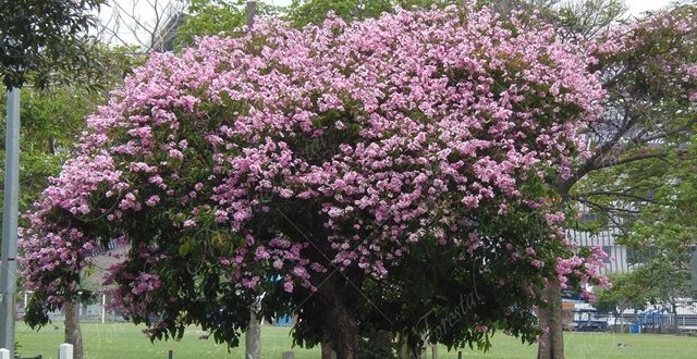 El orgullo de la India - Lagerstroemia speciosa .