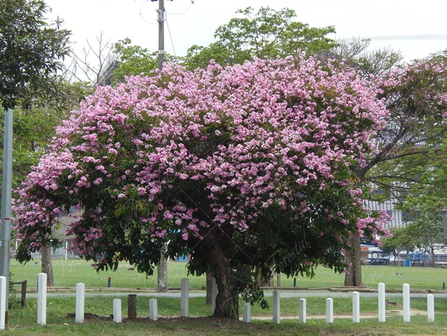 El orgullo de la India - Lagerstroemia speciosa .