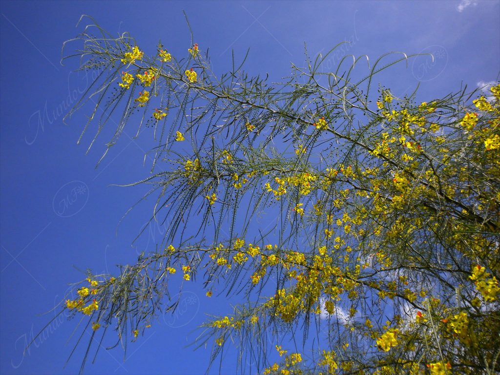 Palo verde - Parkinsonia aculeata -