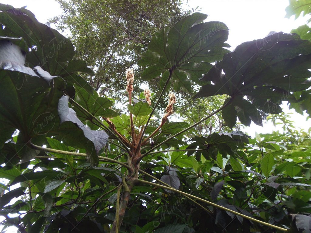 Papiro