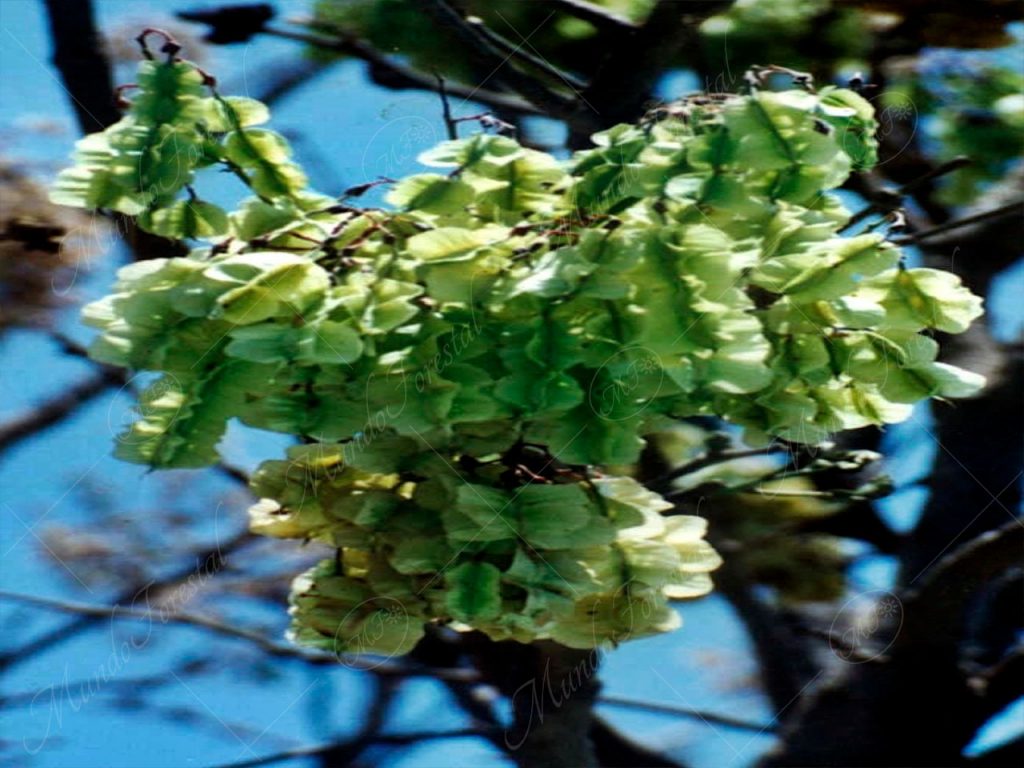 Pellejo de toro