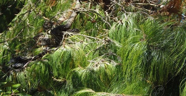 Pino triste - Pinus patula