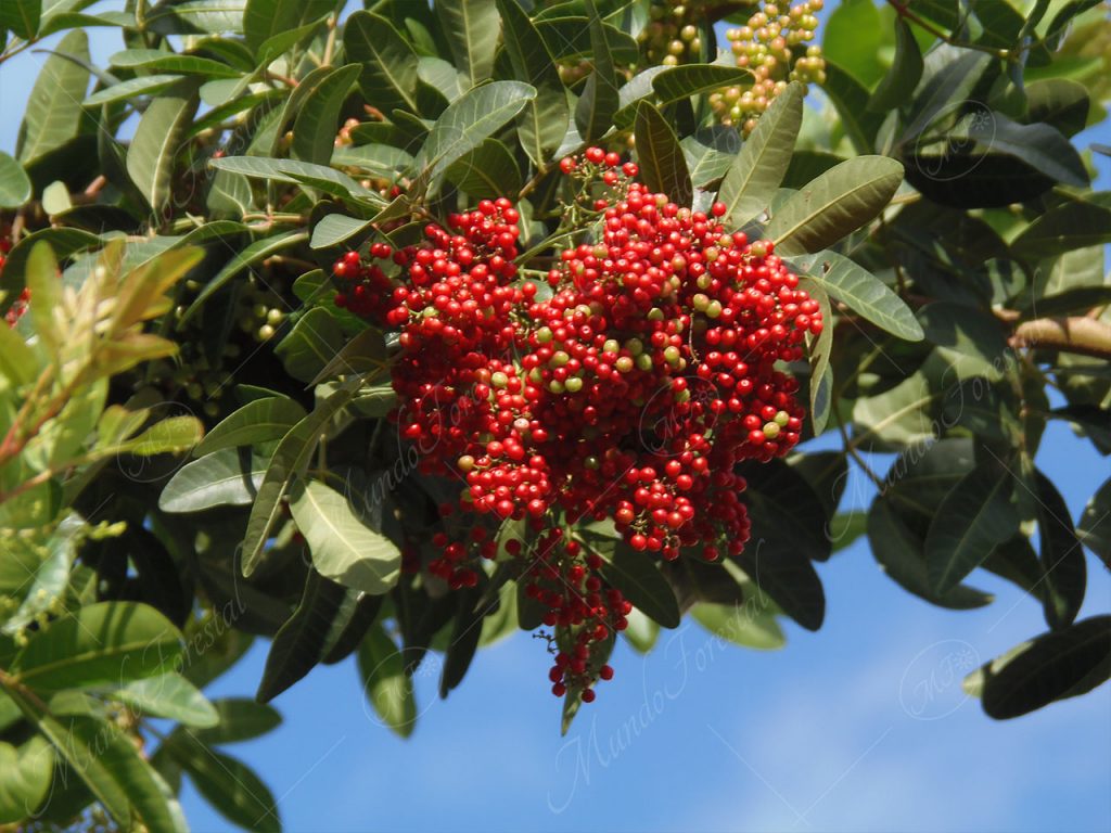 Pirul o pimiento