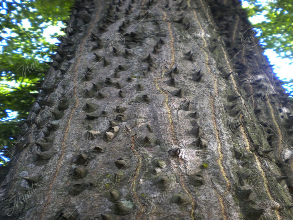 Pochote