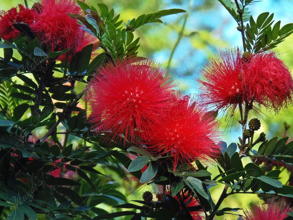 Pompón rojo