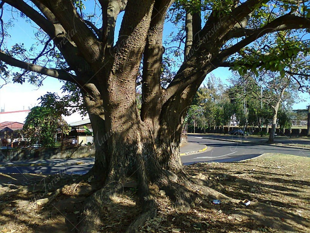 Poró blanco