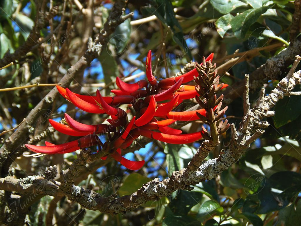 Poró criollo o poró tico