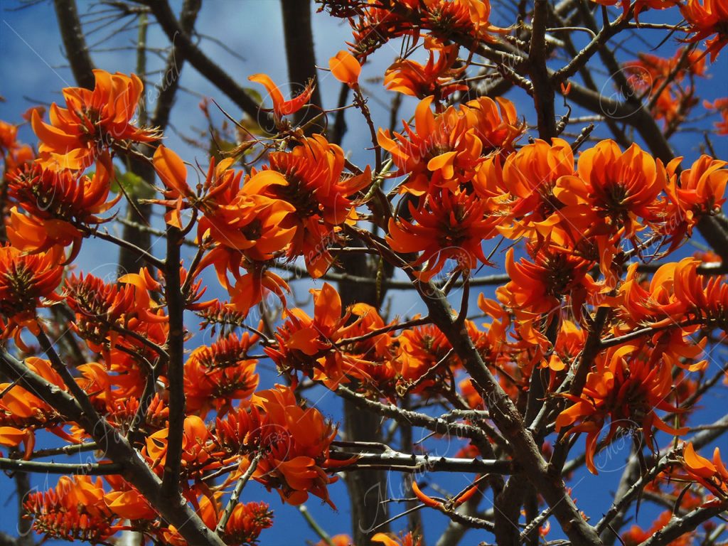poró gigante - Erythrina poeppigiana -