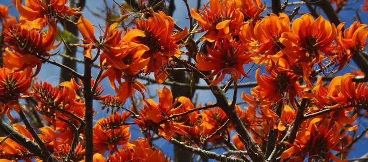 poró gigante - Erythrina poeppigiana -