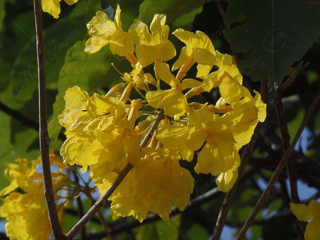 Primavera