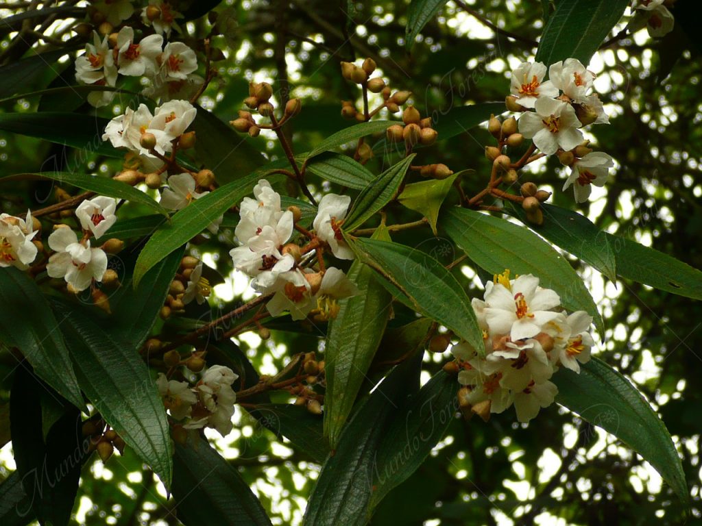 Purre o lengua de vaca - Miconia xalapensis -