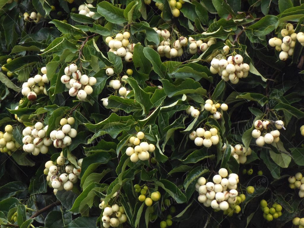 El raspaguacal - Ehretia latifolia -