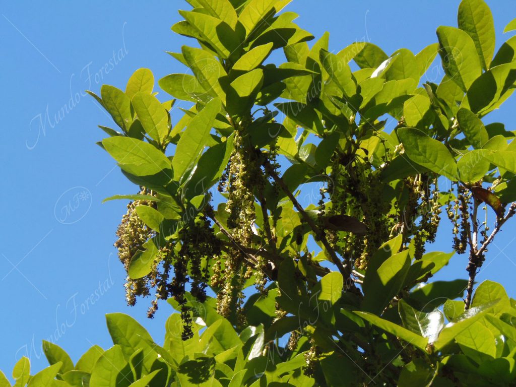 Roble