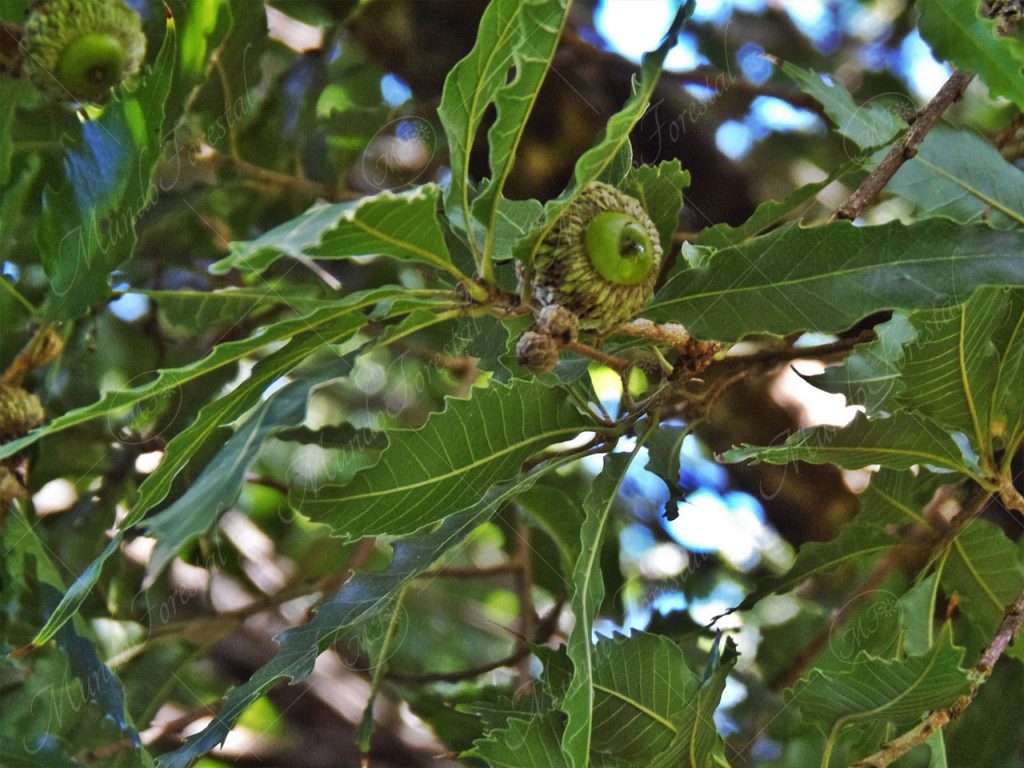 Roble encino