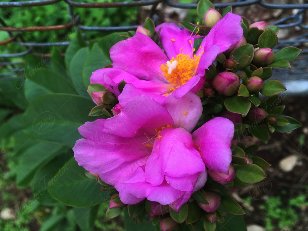 Rosa de Brasil