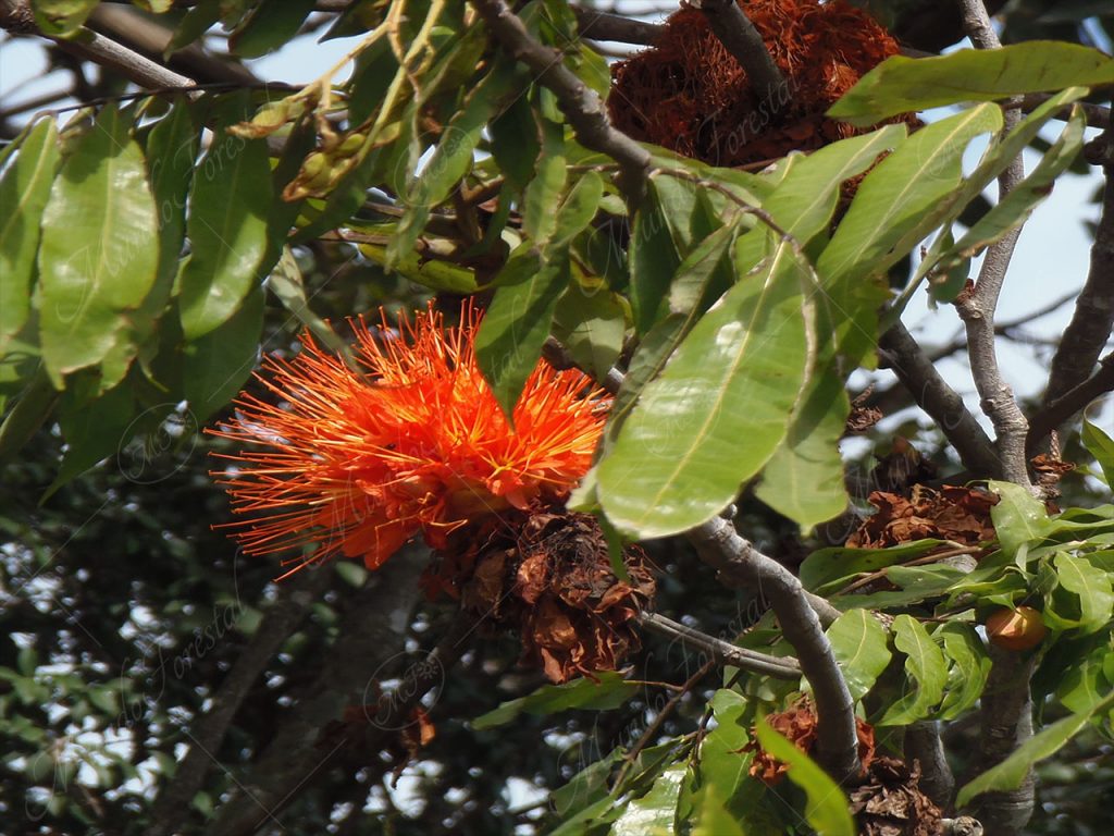 Rosa de monte
