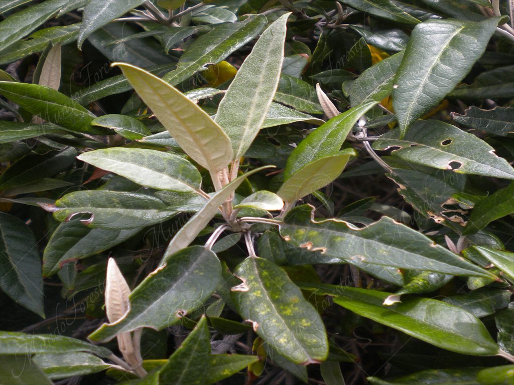 Salvia