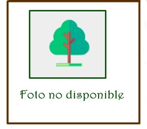 Ciperés lorito - Podocarpus guatemalensis -