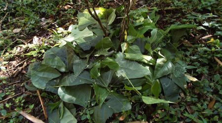 abonos-verdes abonos-verdes