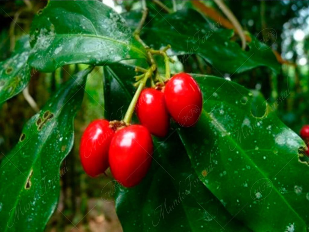 La silvestre acerola