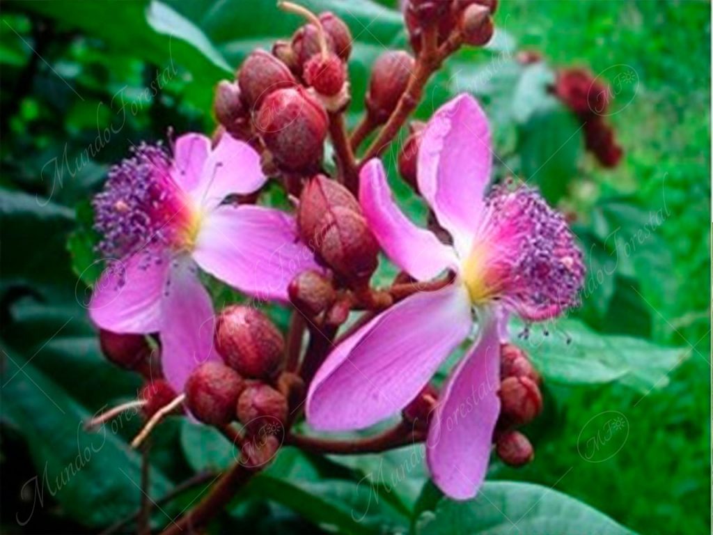 El ornamental y tintoreo achiote