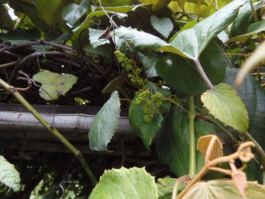 Agrá-Vitis-tiliifolia
