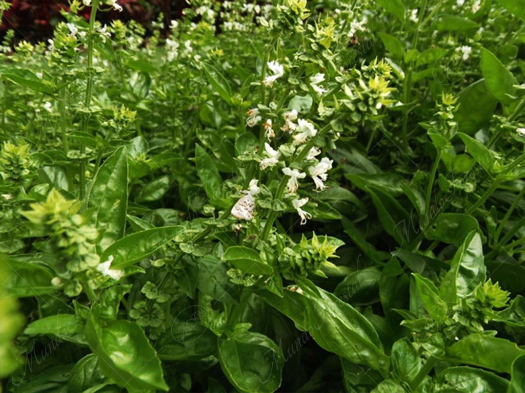 Albahaca-Ocimum basilicum