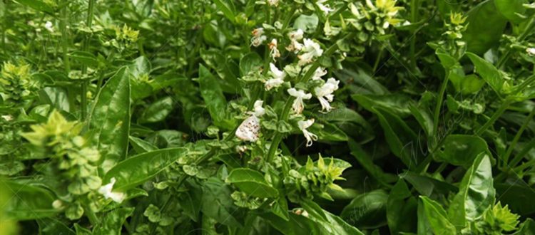 Albahaca-Ocimum basilicum