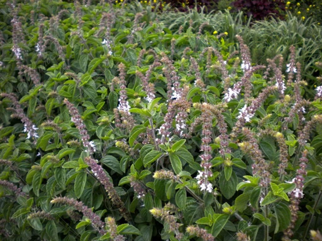 Albahaca alcanforada-Ocimum kilimandscharicum