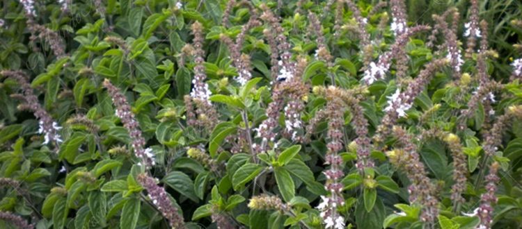 Albahaca alcanforada-Ocimum kilimandscharicum