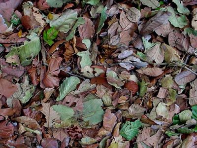 alcornoque - Licania arborea -