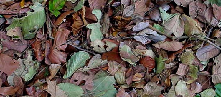 alcornoque - Licania arborea -