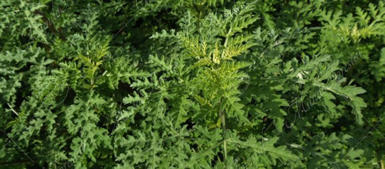 La altamisa - Ambrosia peruviana -